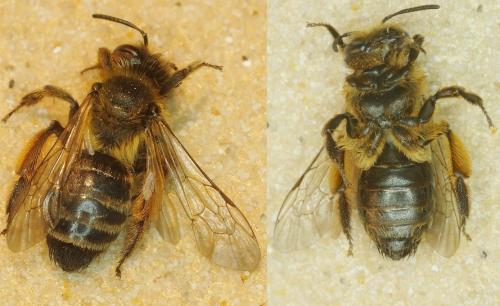 Andrena sp.