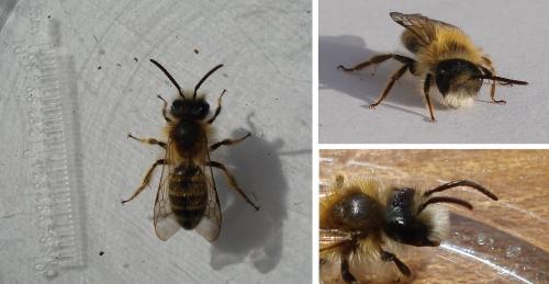 Andrena gravida