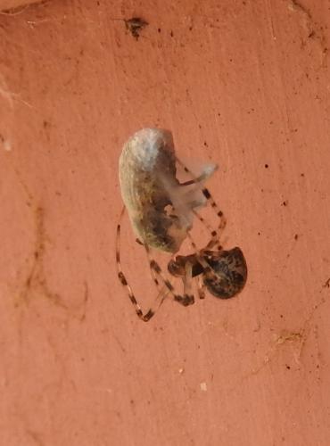 Parasteatoda tepidariorum