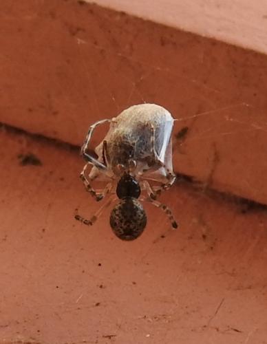 Parasteatoda tepidariorum