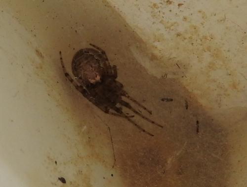 Zygiella x-notata