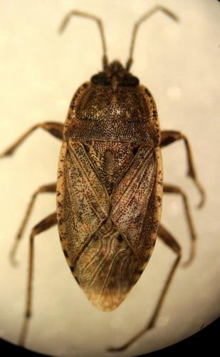 Réf. 179 789 : Emblethis griseus
