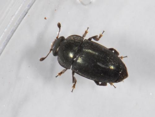 Meligethinae