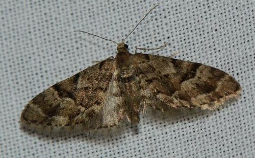 Réf. 179 976 : Eupithecia lanceata