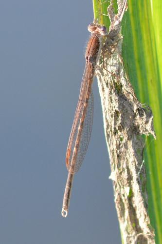 Réf. 179 953 : Sympecma fusca