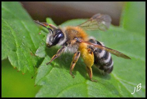 Andrena gravida