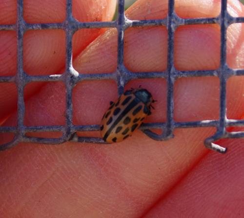 Chrysomela vigintipunctata