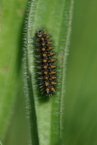 Réf. 179 950 : Melitaea parthenoides