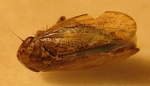 Réf. 179 891 : Euscelis sp.