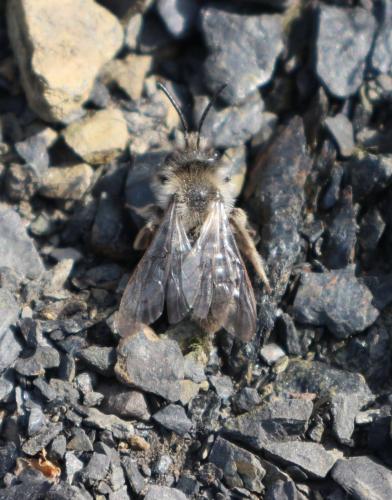 Andrena sp.