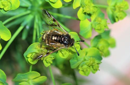 Réf. 179 757 : Abia lonicerae