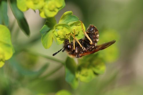 Abia lonicerae