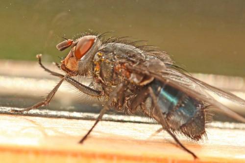Réf. 179 727 : Calliphora vicina