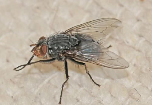 Calliphora vicina