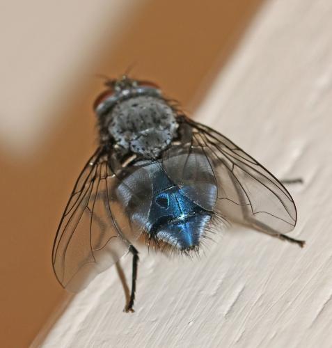 Calliphora vicina