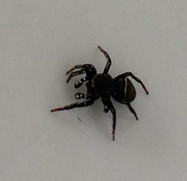 Heliophanus tribulosus