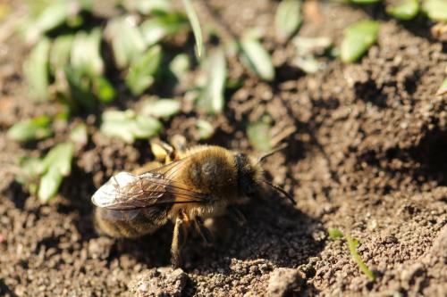 Réf. 179 759 : Colletes cunicularius