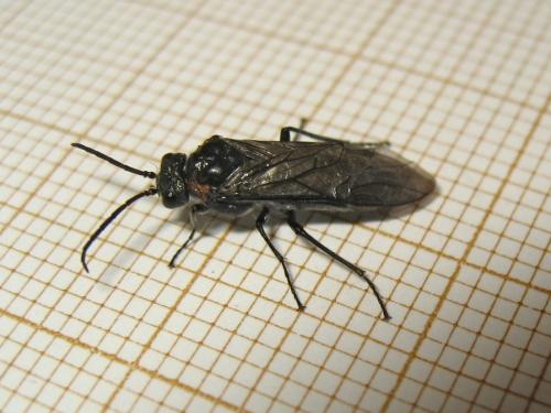 Réf. 179 778 : Dolerus haematodes
