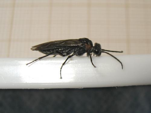 Dolerus haematodes