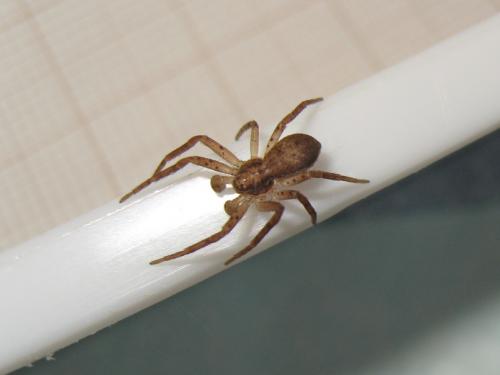 Philodromus dispar