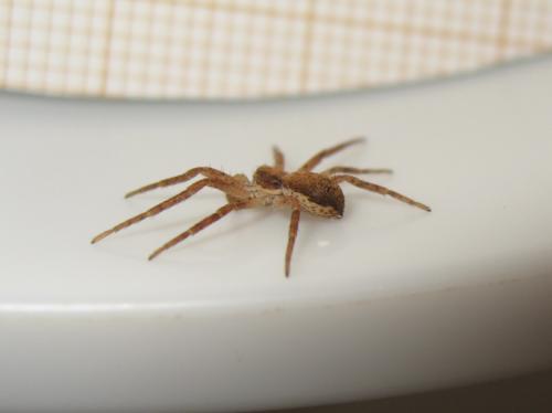 Philodromus dispar
