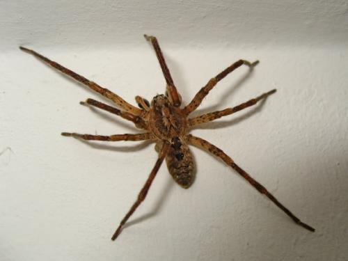 Zoropsis spinimana