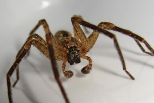 Zoropsis spinimana