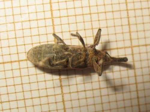 Réf. 179 915 : Lixus linearis
