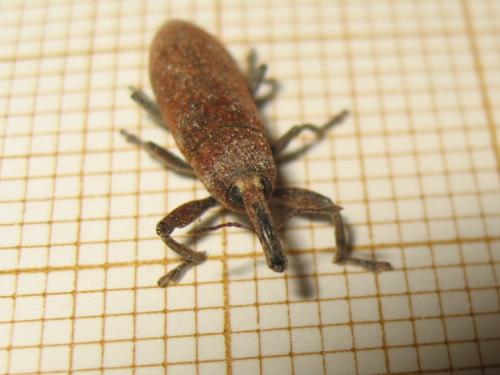 Réf. 179 916 : Lixus linearis