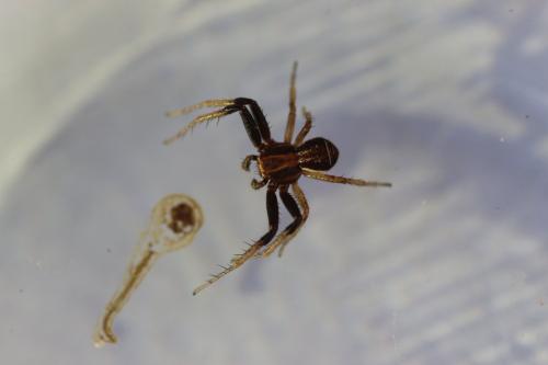 Xysticus sp.