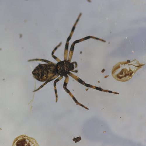 Réf. 179 956 : Tmarus sp.