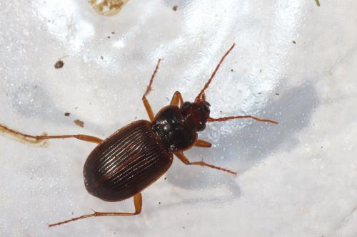 Réf. 179 984 : Nebria sp.