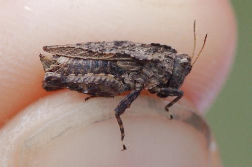 Tetrix depressa