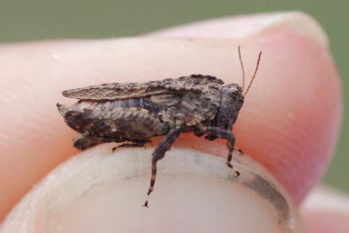 Tetrix depressa