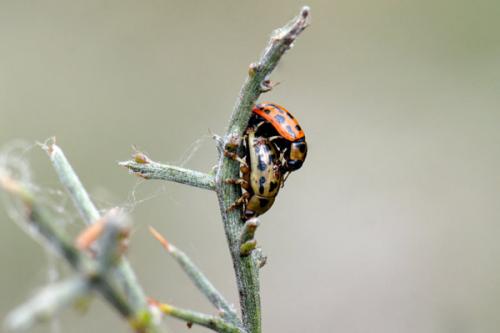 Réf. 179 700 : Gonioctena variabilis