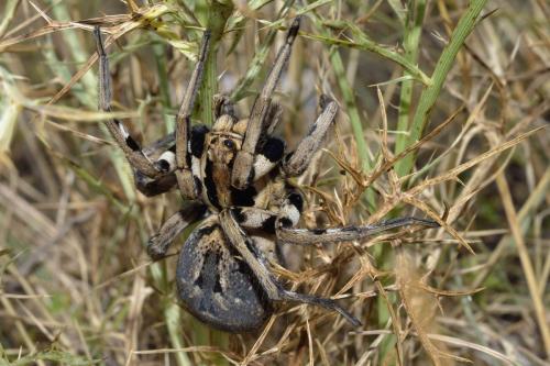 Lycosa praegrandis