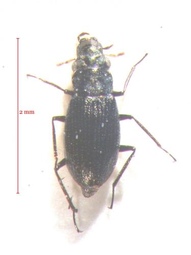 Réf. 179 969 : Ochthebius quadricollis