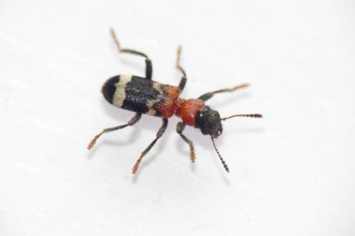 Réf. 179 745 : Thanasimus formicarius