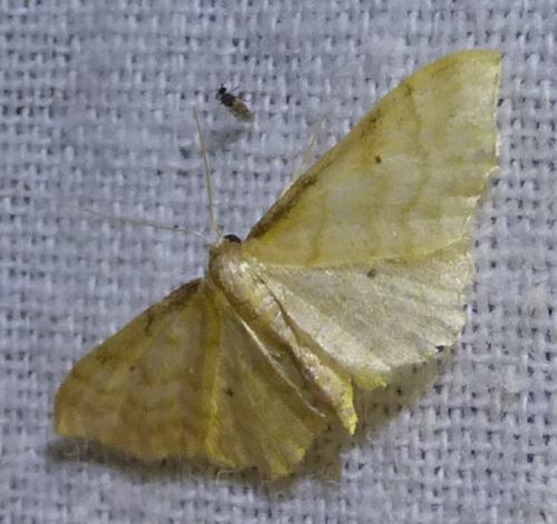 Idaea fuscovenosa