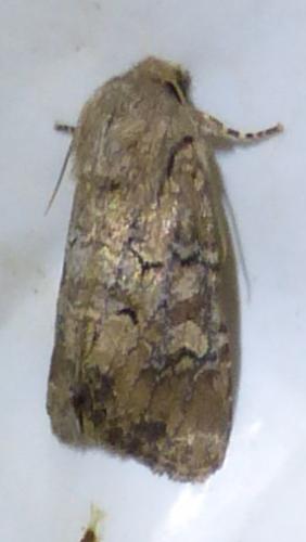 Réf. 179 752 : Luperina testacea