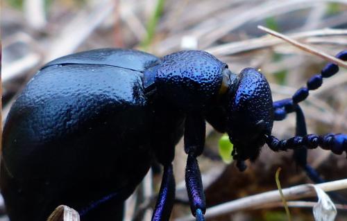 Meloe proscarabaeus