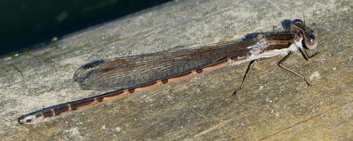 Réf. 179 827 : Sympecma fusca