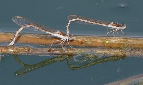Réf. 179 828 : Sympecma fusca