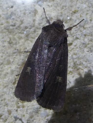 Xestia xanthographa
