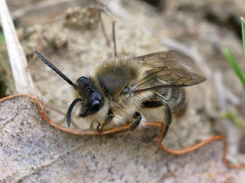 Réf. 179 833 : Colletes cunicularius