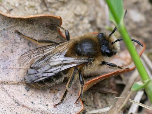 Colletes cunicularius