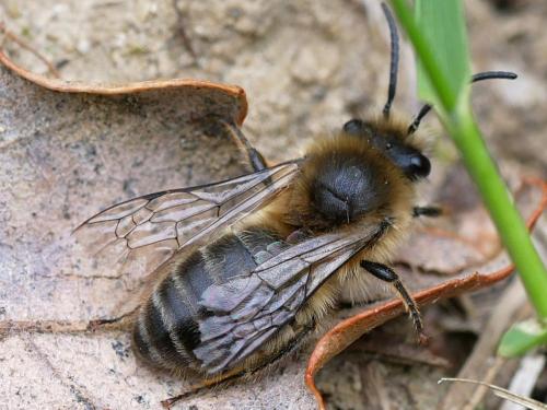Réf. 179 835 : Colletes cunicularius