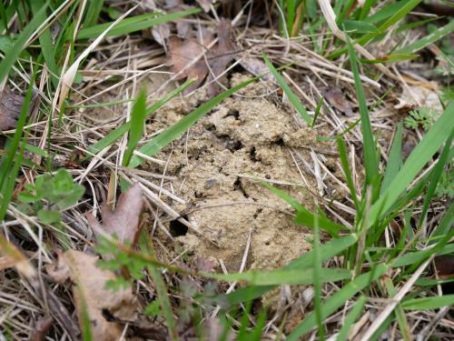 Réf. 179 832 : Colletes cunicularius