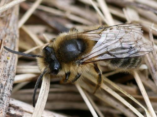 Réf. 179 836 : Colletes cunicularius
