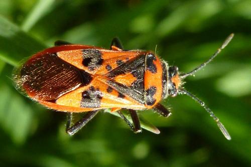 Corizus hyoscyami hyoscyami